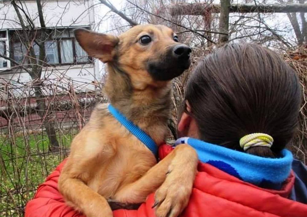 Милый песель будет защищать вас 24/7