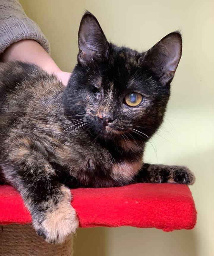 Ее особенности ей совершенно не мешают быть полноценной кошкой