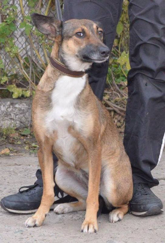 Маленькие истории бездомных животных: где найти себе верного друга в Днепре 5