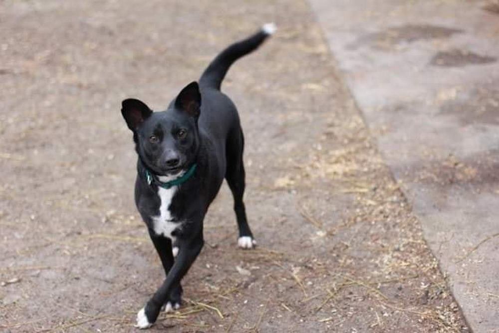 Грустная собака с не менее грустной историей