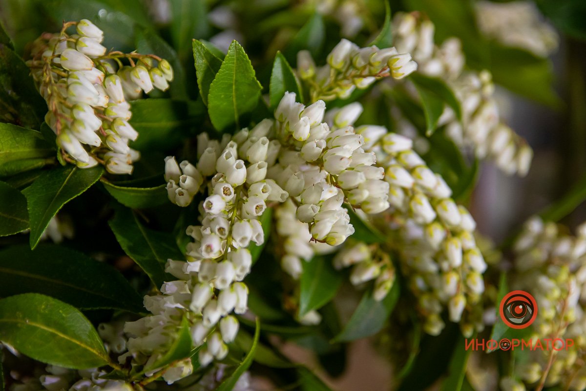 Цветы Александра заказывает у поставщиков, элементы декора - находит самостоятельно, обследуя поля и леса Днепра Цветы Александра заказывает у поставщиков, элементы декора - находит самостоятельно, обследуя поля и леса Днепра