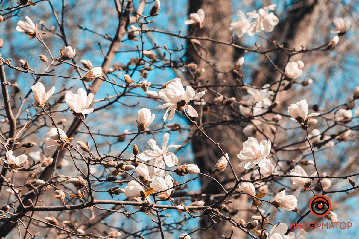 В Днепре в сквере Героев расцвела магнолия В Днепре в сквере Героев расцвела магнолия