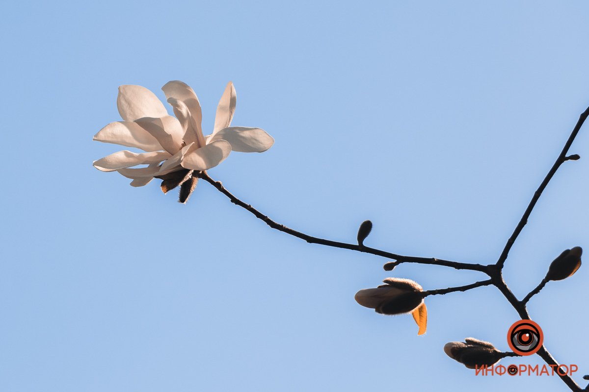 Температура с отметкой «+» поспособствовала оживлению цветов Температура с отметкой «+» поспособствовала оживлению цветов