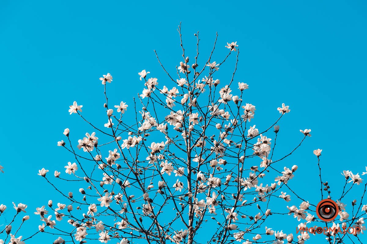 Весеннее небо Весеннее небо