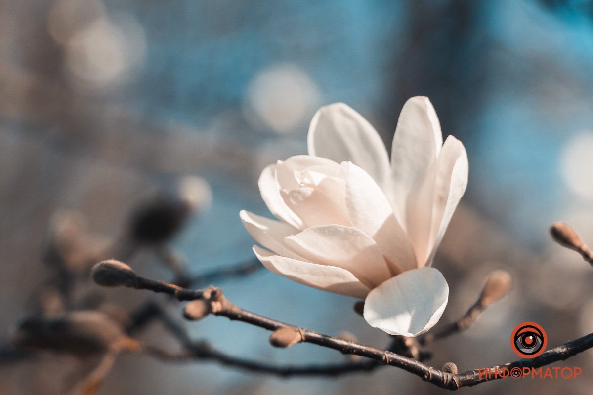 Нежность Нежность