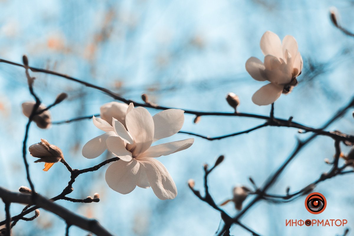 Прекрасный аромат  Прекрасный аромат