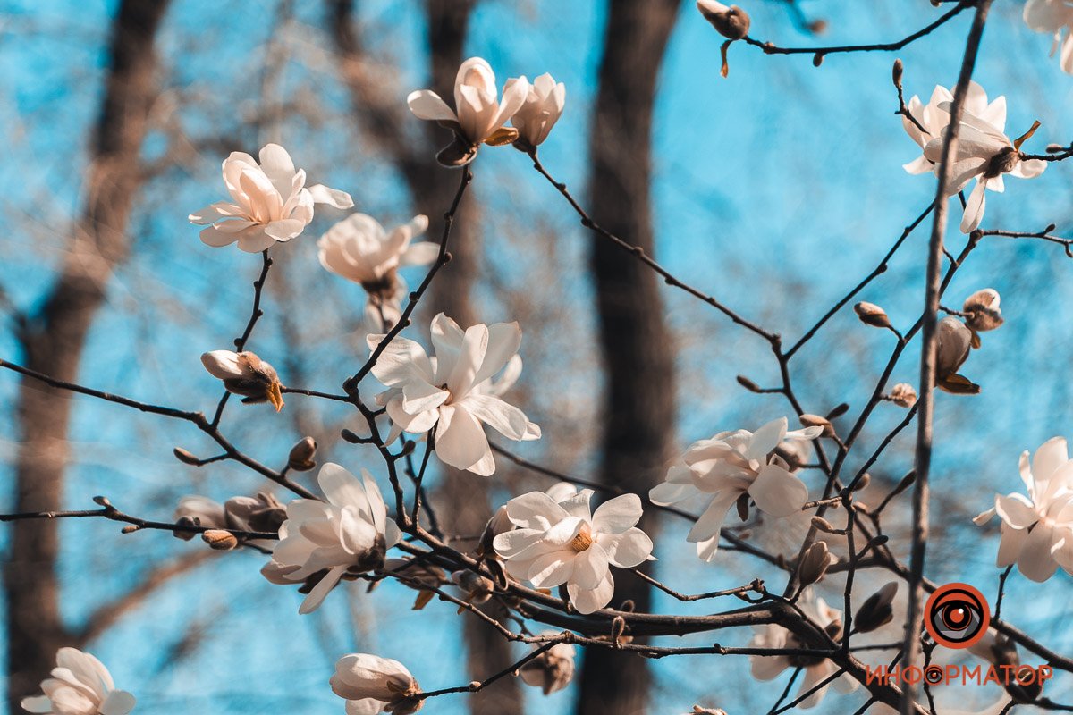 Скоро опять похолодает, надеемся, цветы это переживут Скоро опять похолодает, надеемся, цветы это переживут