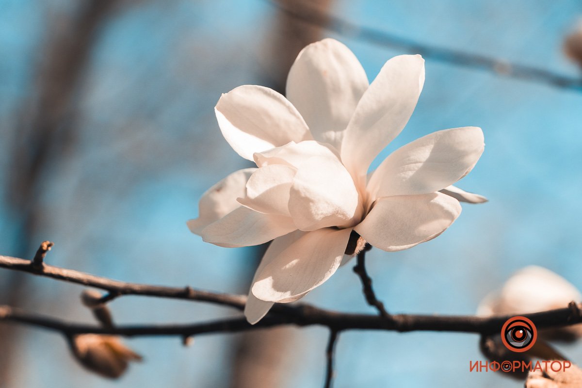 Цвети! Цвети!