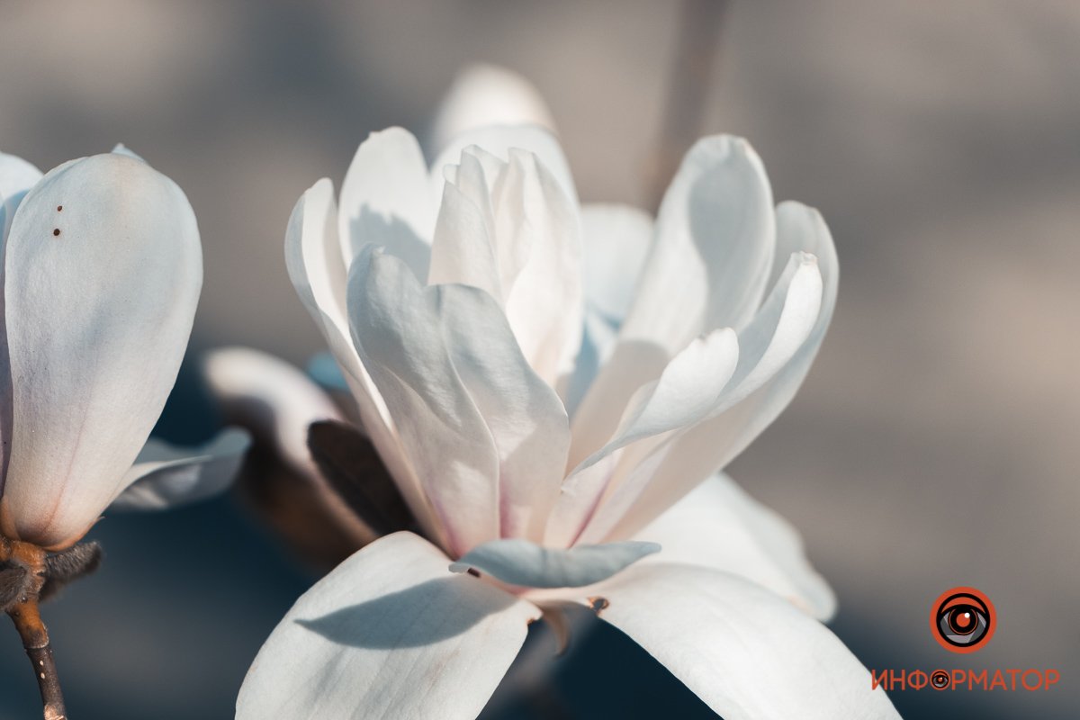 Счастье Счастье