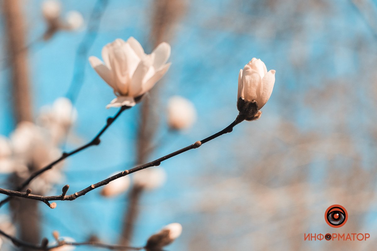 Остановитесь, чтобы понюхать цветок Остановитесь, чтобы понюхать цветок