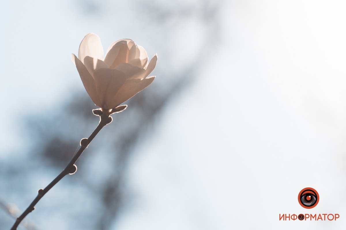 Днепр цветет  Днепр цветет