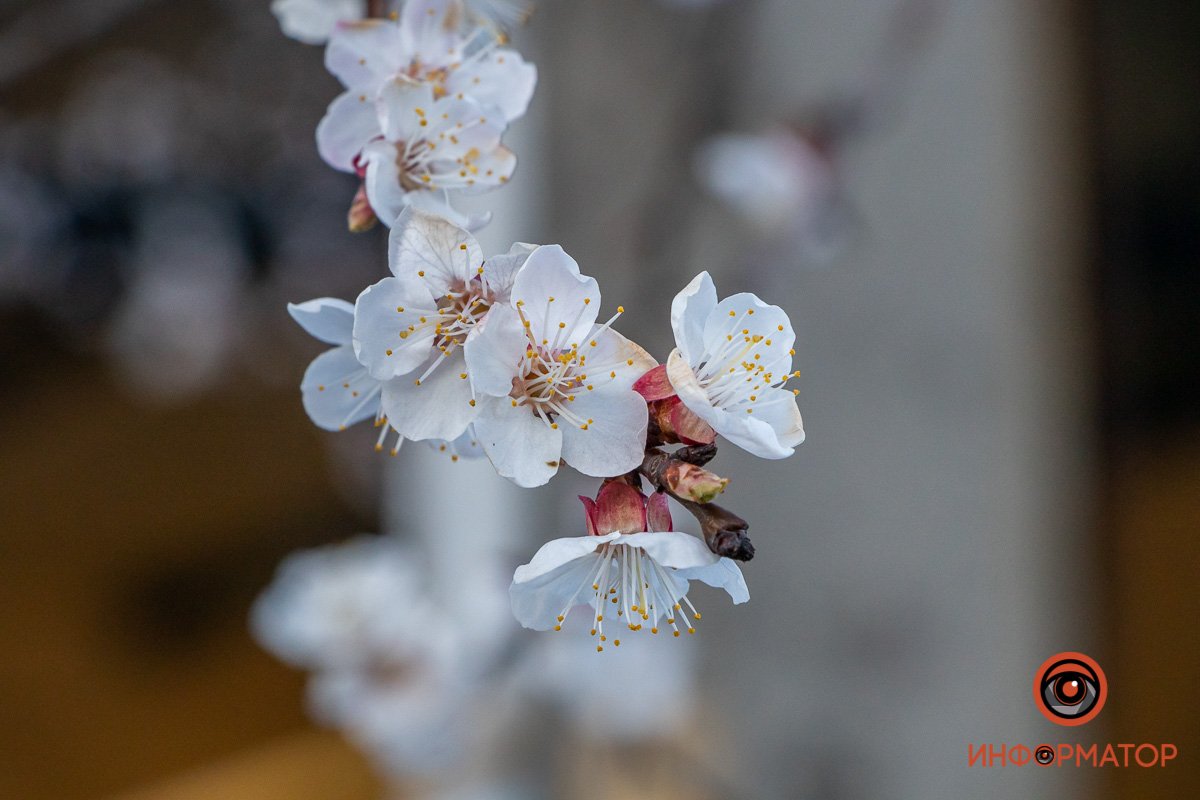 Так выглядит нежность Так выглядит нежность