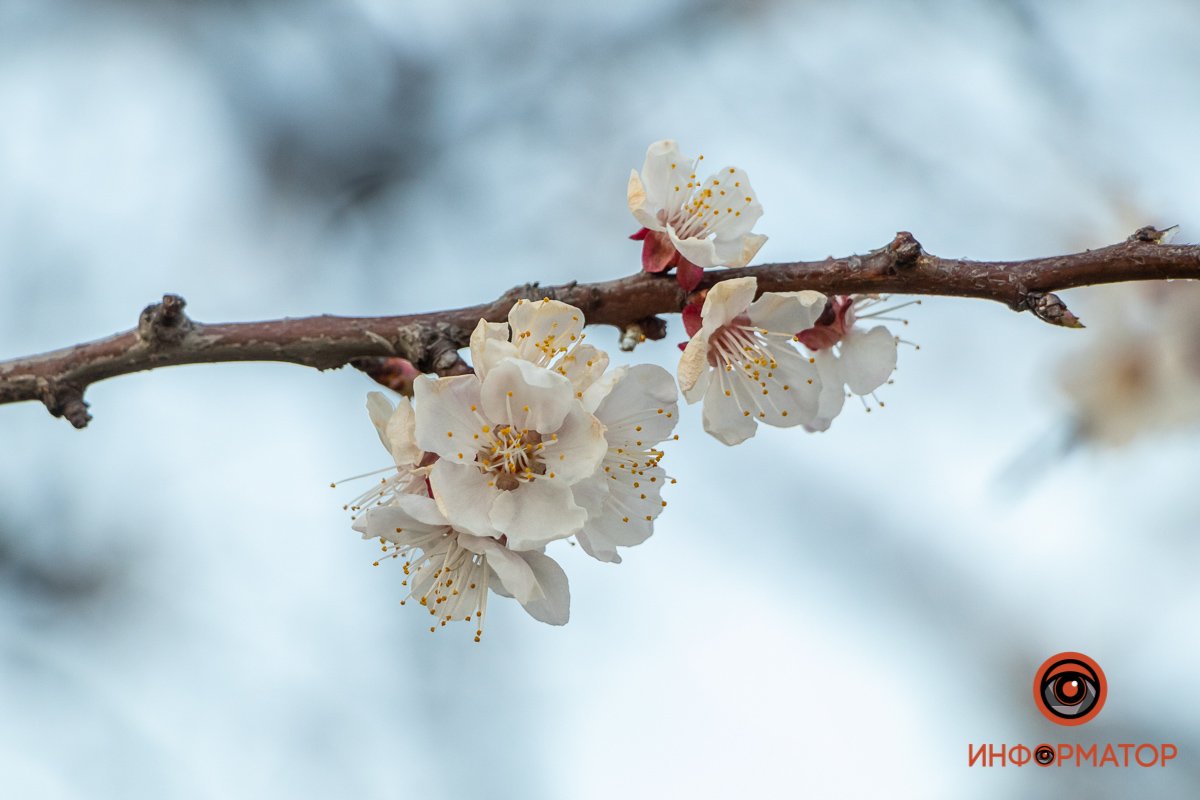 Днепр расцветает Днепр расцветает