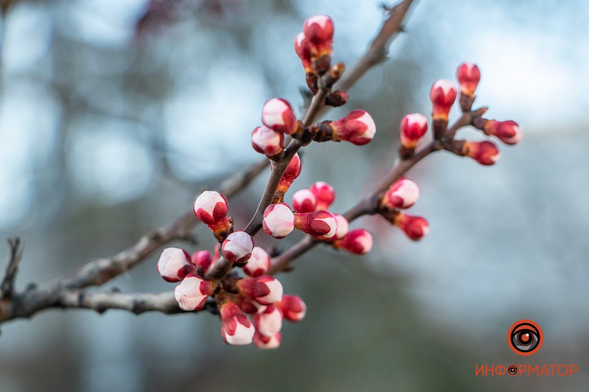 Весна пришла Весна пришла