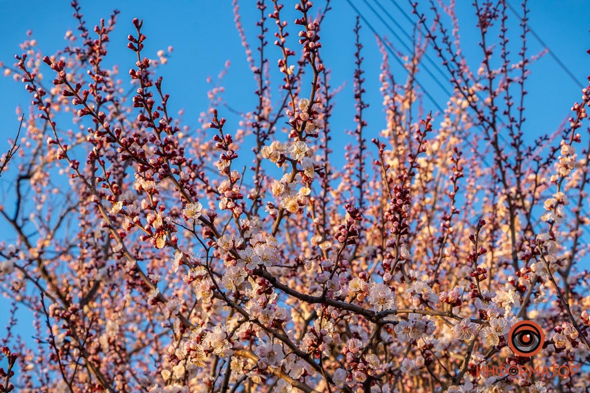 Первые абрикосы уже распускаются Первые абрикосы уже распускаются