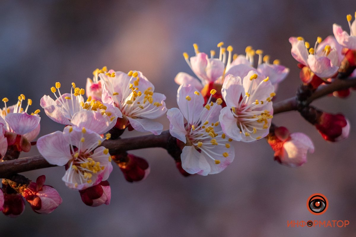 Днепр пахнет весной Днепр пахнет весной