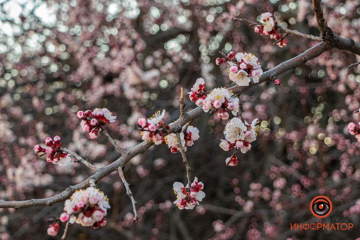 Весна будет вас ждать Весна будет вас ждать