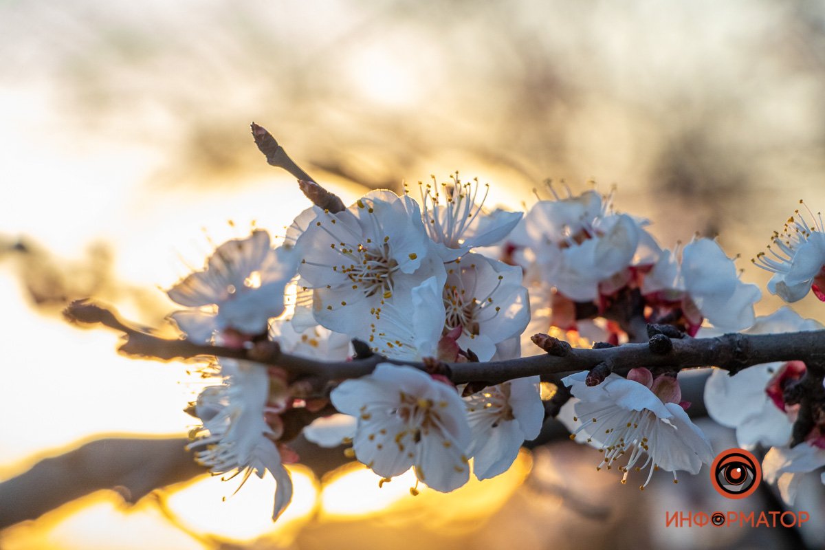 Счастье в мелочах Счастье в мелочах