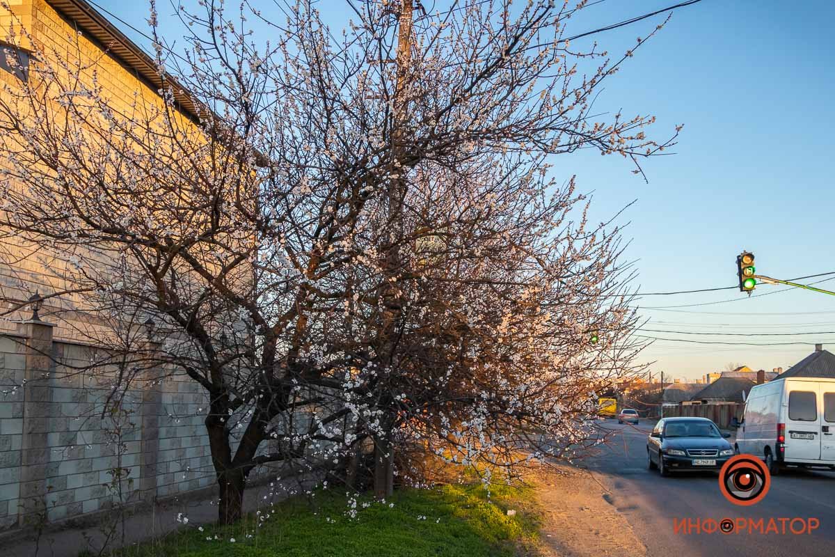 Еще не все абрикоски проснулись Еще не все абрикоски проснулись