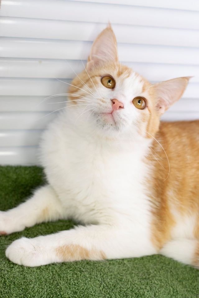 Маленькие истории бездомных животных: где найти себе верного друга в Днепре 1