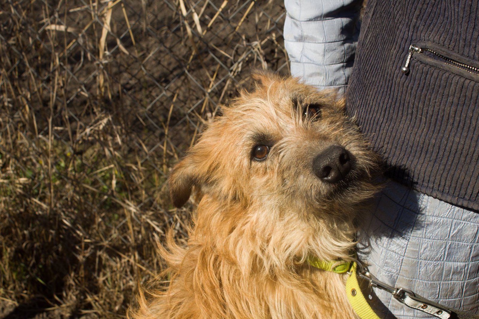 Маленькие истории бездомных животных: где найти себе верного друга в Днепре 2