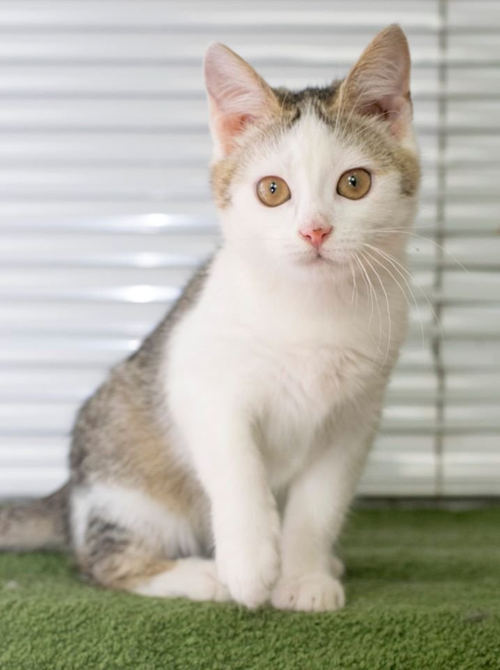 Маленькие истории бездомных животных: где найти себе верного друга в Днепре 3