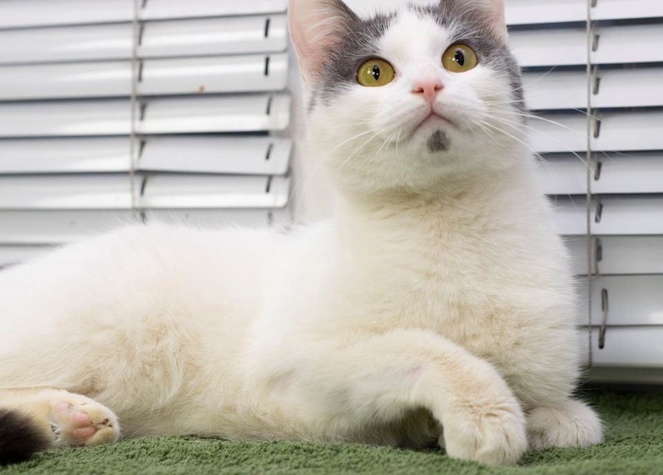 Маленькие истории бездомных животных: где найти себе верного друга в Днепре 4