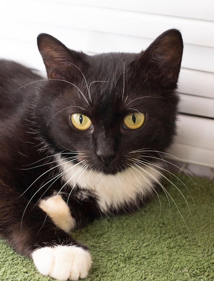 Маленькие истории бездомных животных: где найти себе верного друга в Днепре 5