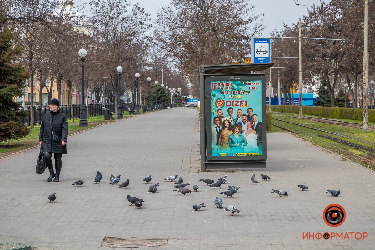 У голубей нет карантина