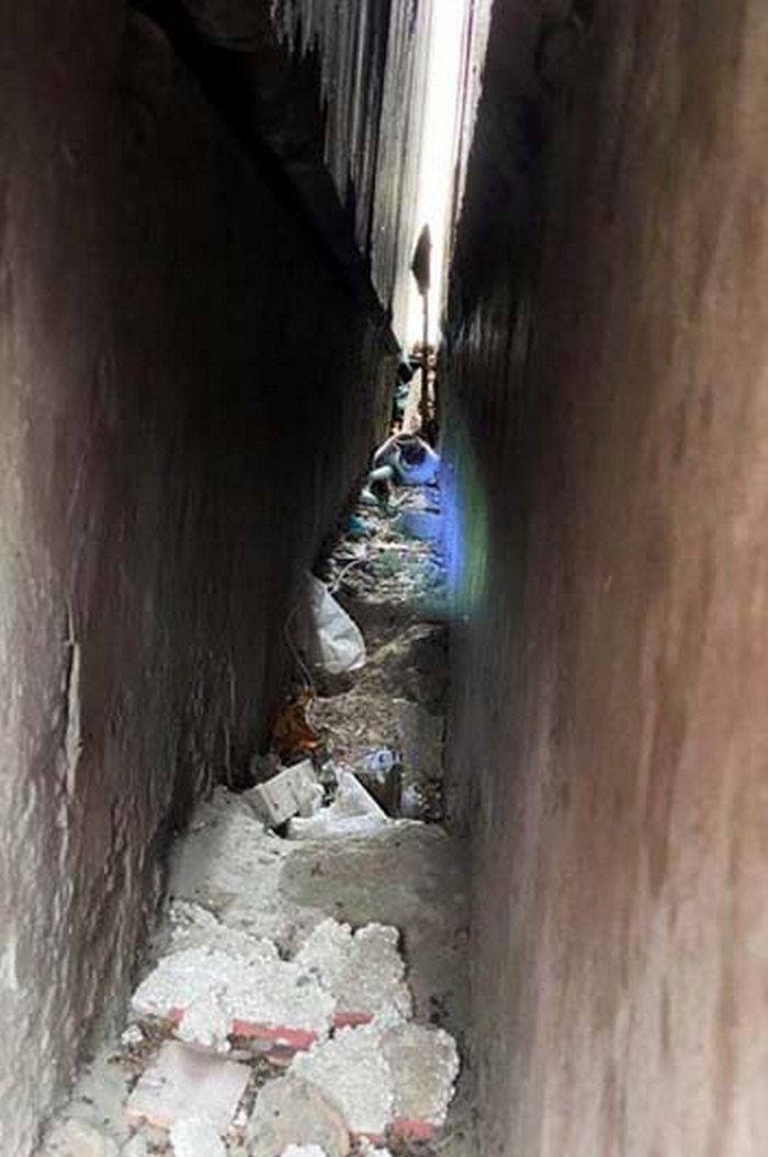 Животное пряталось между домами