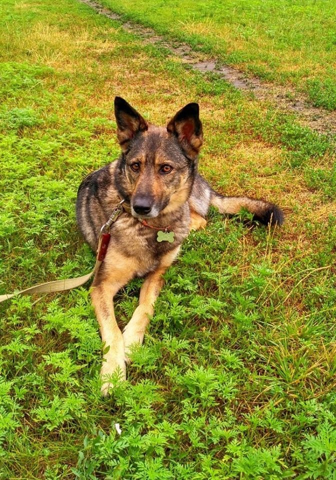 В Днепре пропало много животных: помогите найти 1