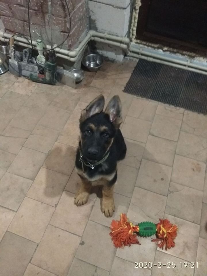 В Днепре пропало много животных: помогите найти 2