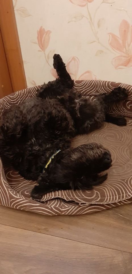 В Днепре пропало много животных: помогите найти 3