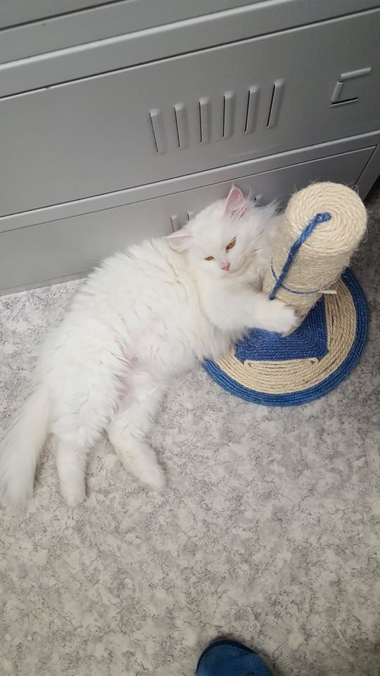 В Днепре пропало много животных: помогите найти 4