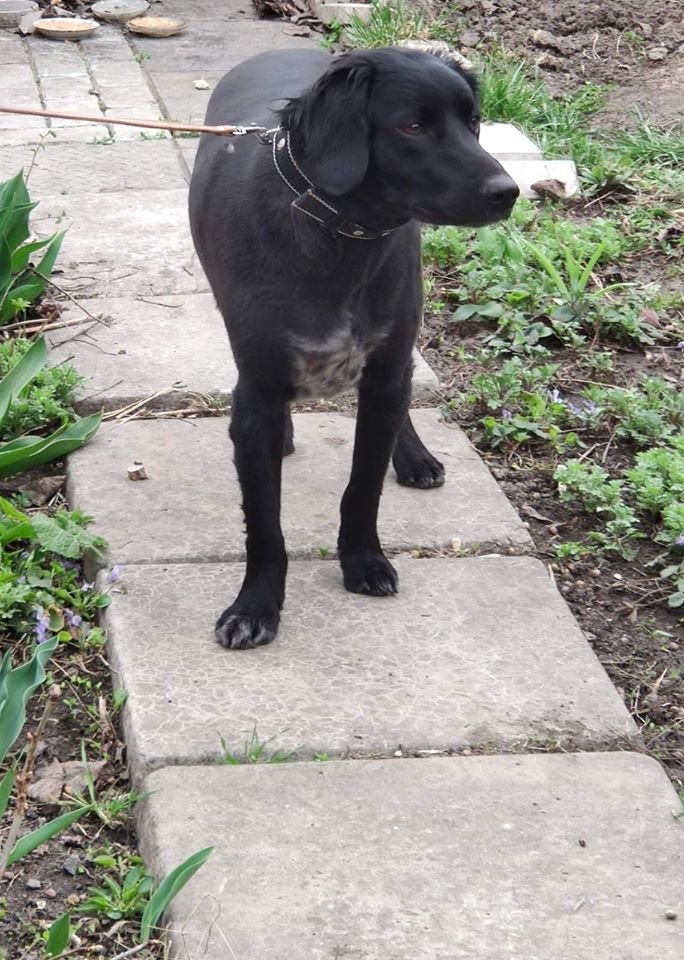 В Днепре пропало много животных: помогите найти 5