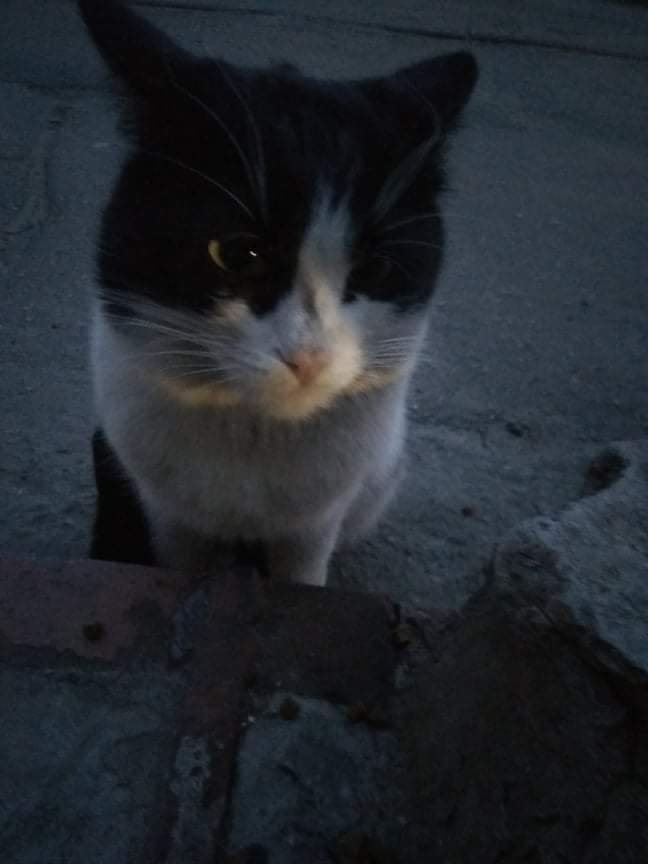 В Днепре пропало много животных: помогите найти 6