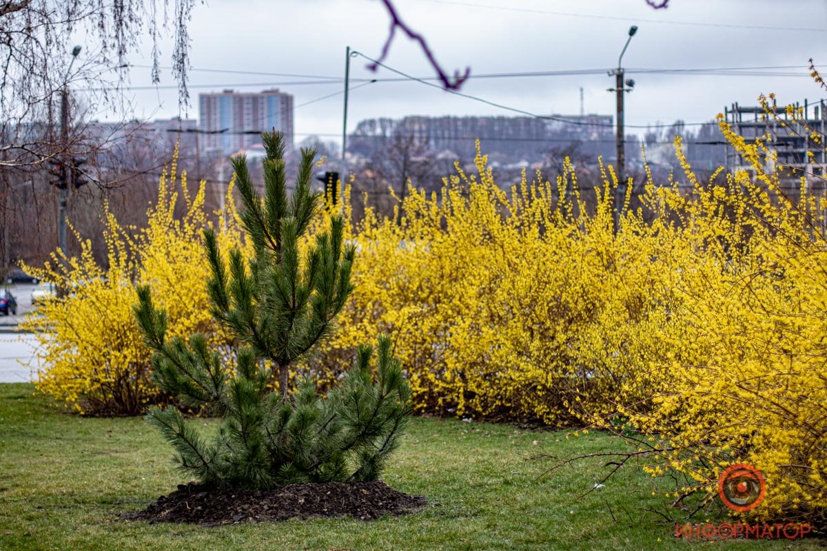 Желтые кустарники уже расцвели на набережной и во многих дворах города Желтые кустарники уже расцвели на набережной и во многих дворах города