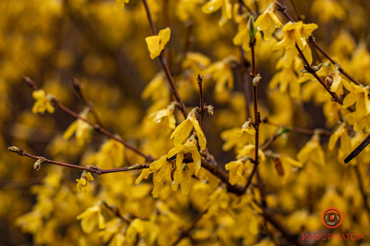 Все цветет Все цветет