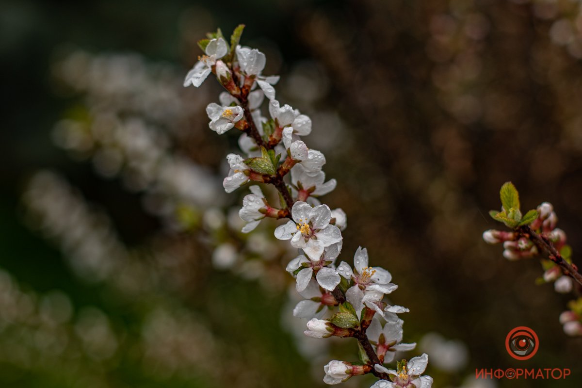 Рядом с форзицией растут абрикосы Рядом с форзицией растут абрикосы