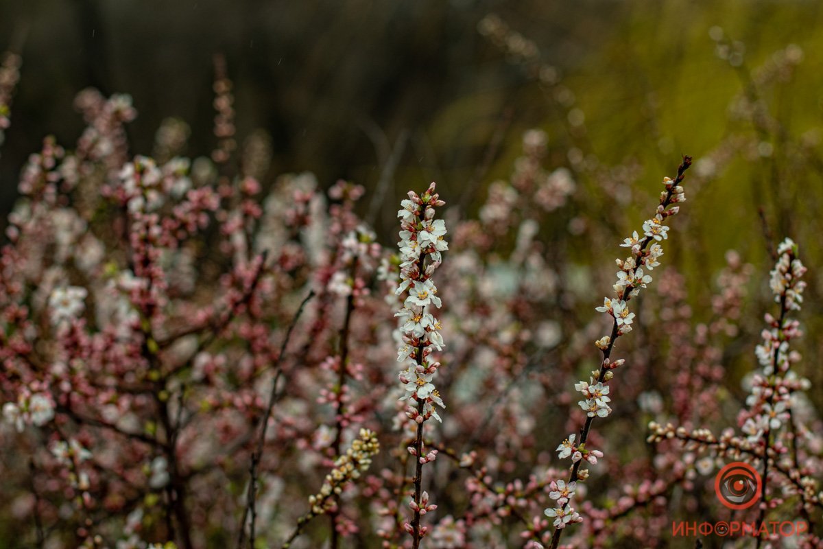 Когда шел фоткать желтенькие цветы, но тут... Когда шел фоткать желтенькие цветы, но тут...