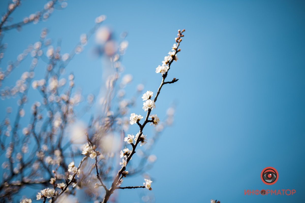 Полным ходом цветет весна Полным ходом цветет весна