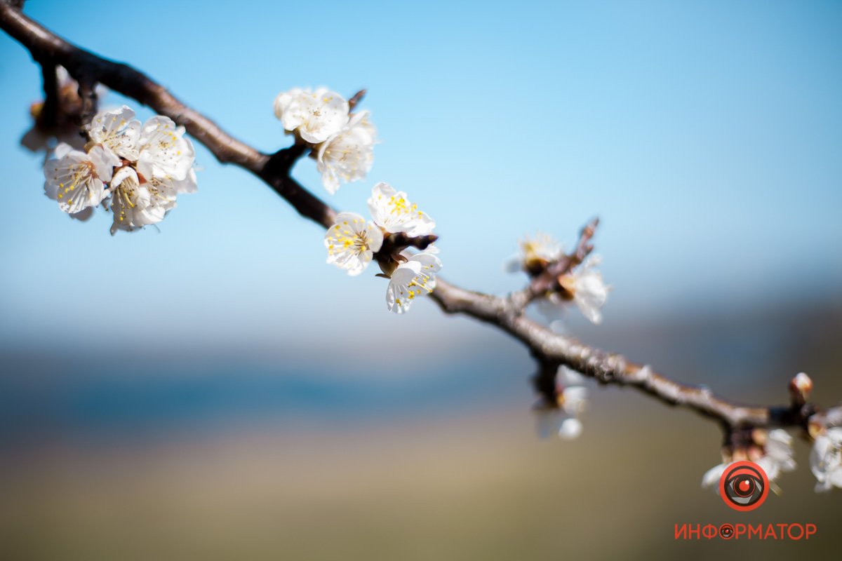 Цветы дождутся вас с карантина Цветы дождутся вас с карантина