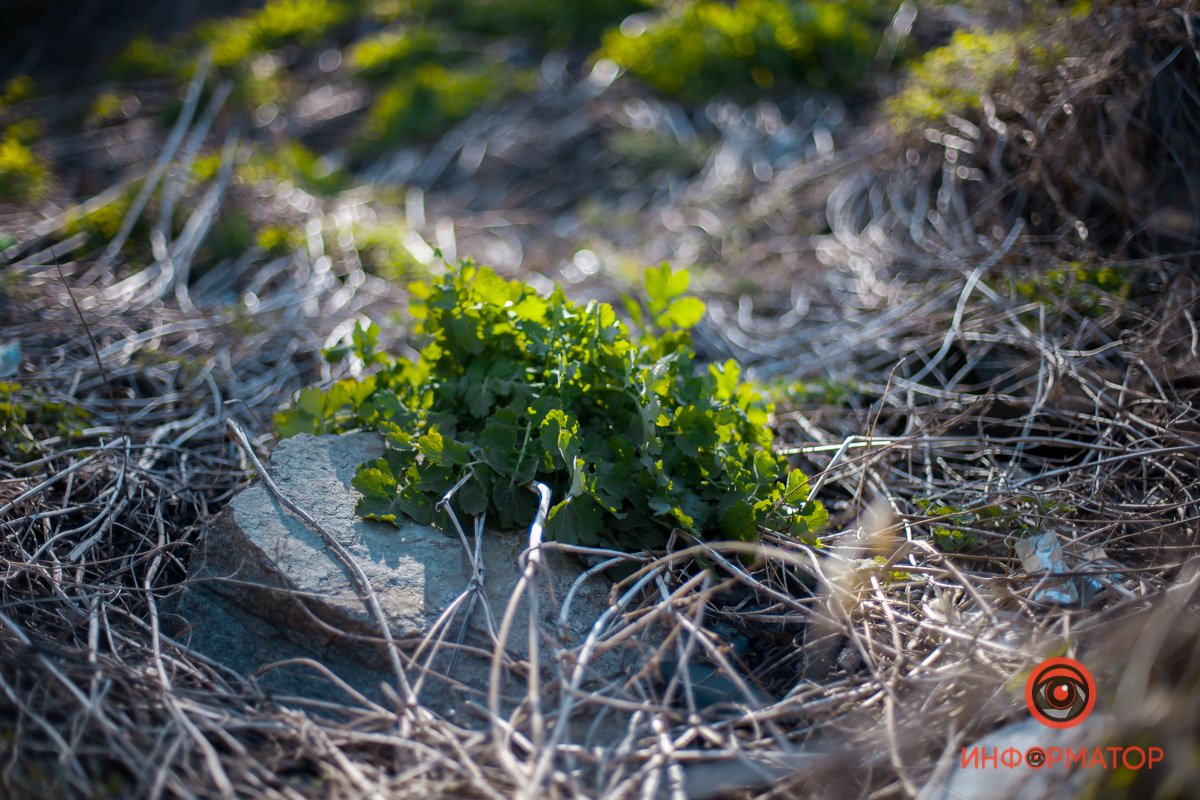 Все только начинает распускаться Все только начинает распускаться