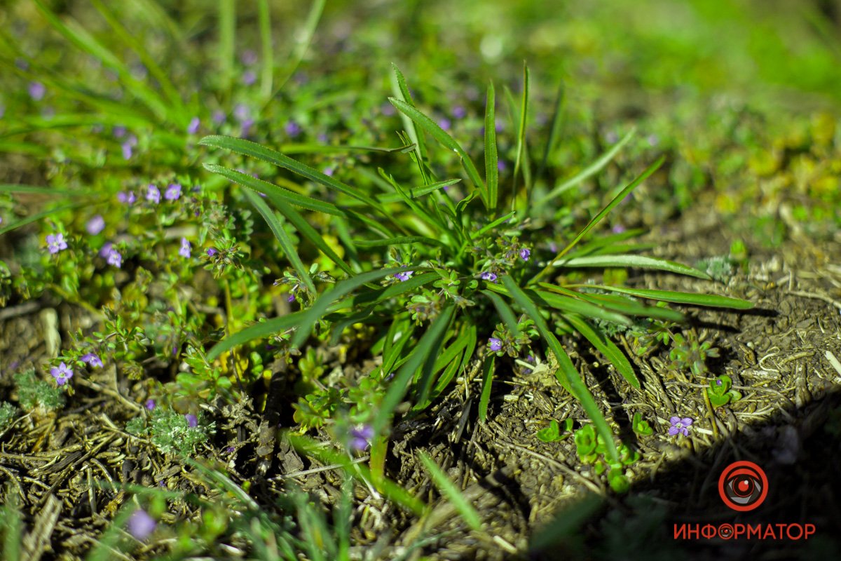 Все цветет для вас Все цветет для вас