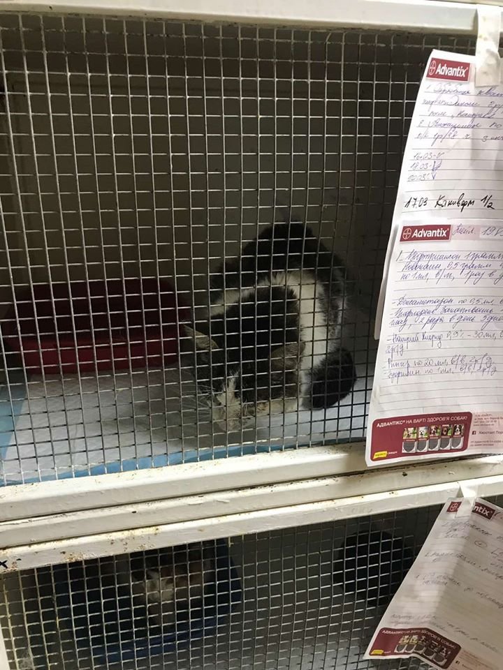 В Днепре больной кот приполз к людям, чтобы попросить о помощи 1