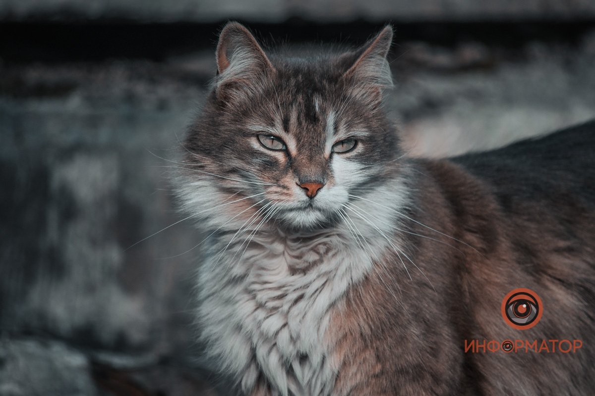 Я бы сидела дома, если бы у меня был дом Я бы сидела дома, если бы у меня был дом
