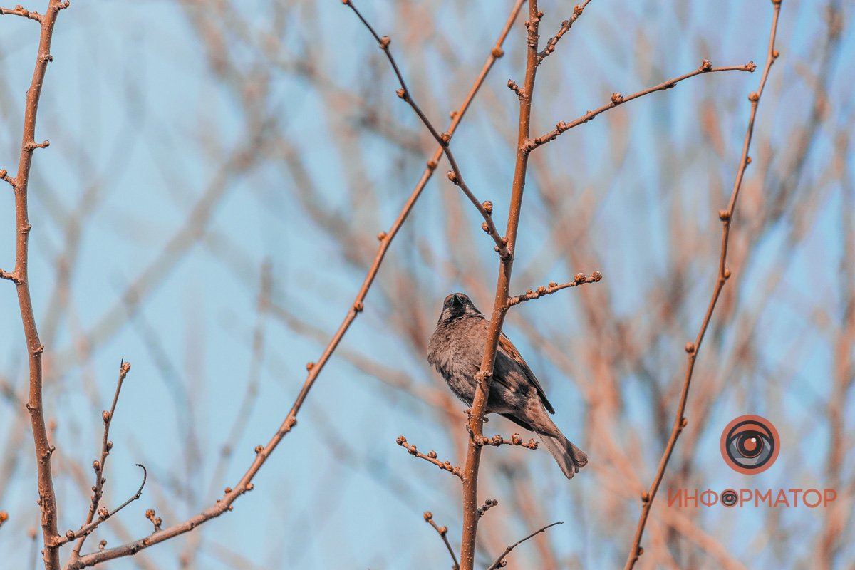 Весна прилетела Весна прилетела