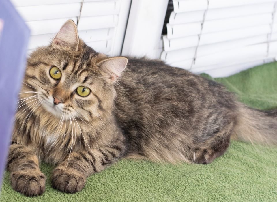 Маленькие истории бездомных животных: где найти себе верного друга в Днепре 1