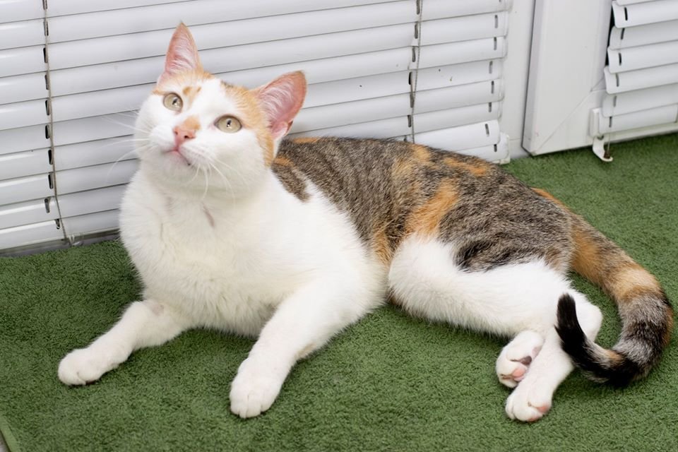 Маленькие истории бездомных животных: где найти себе верного друга в Днепре 2