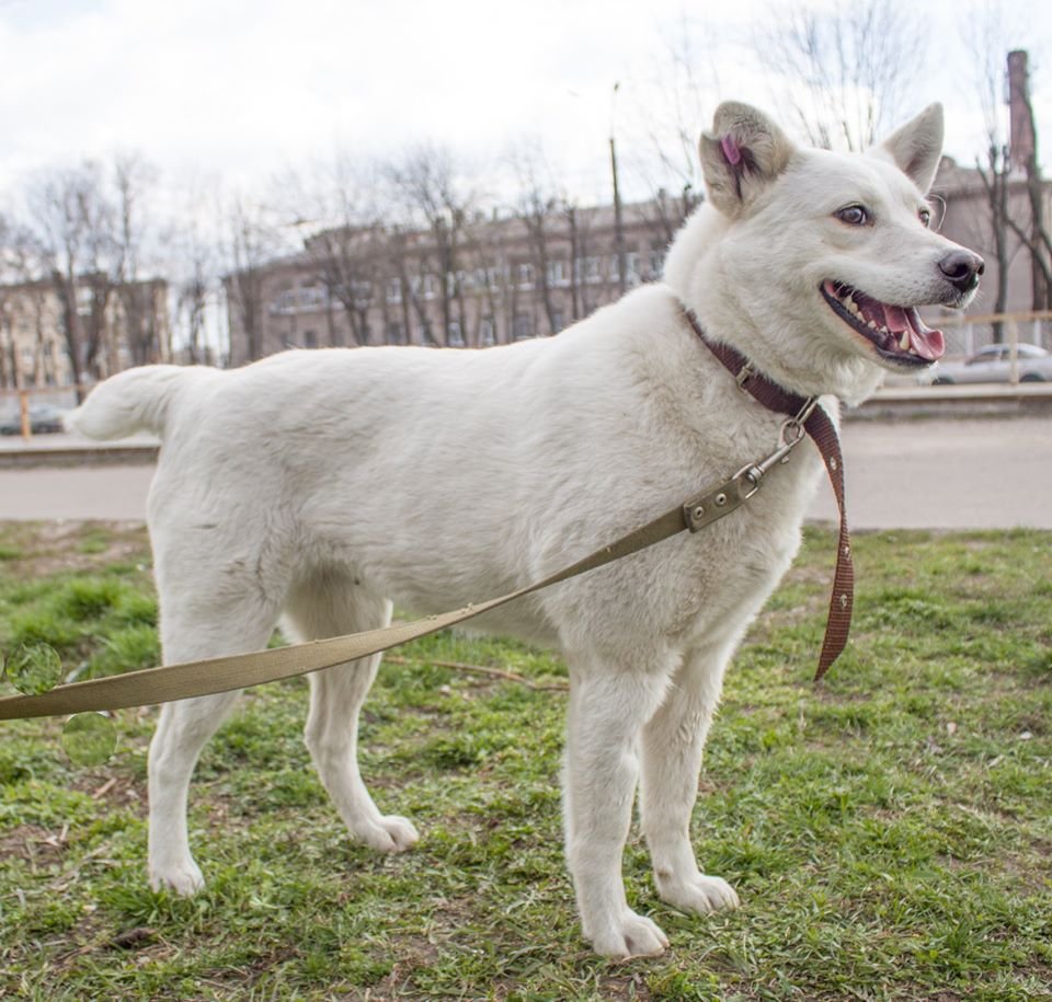 Маленькие истории бездомных животных: где найти себе верного друга в Днепре 3